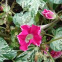 Picasa 2.7